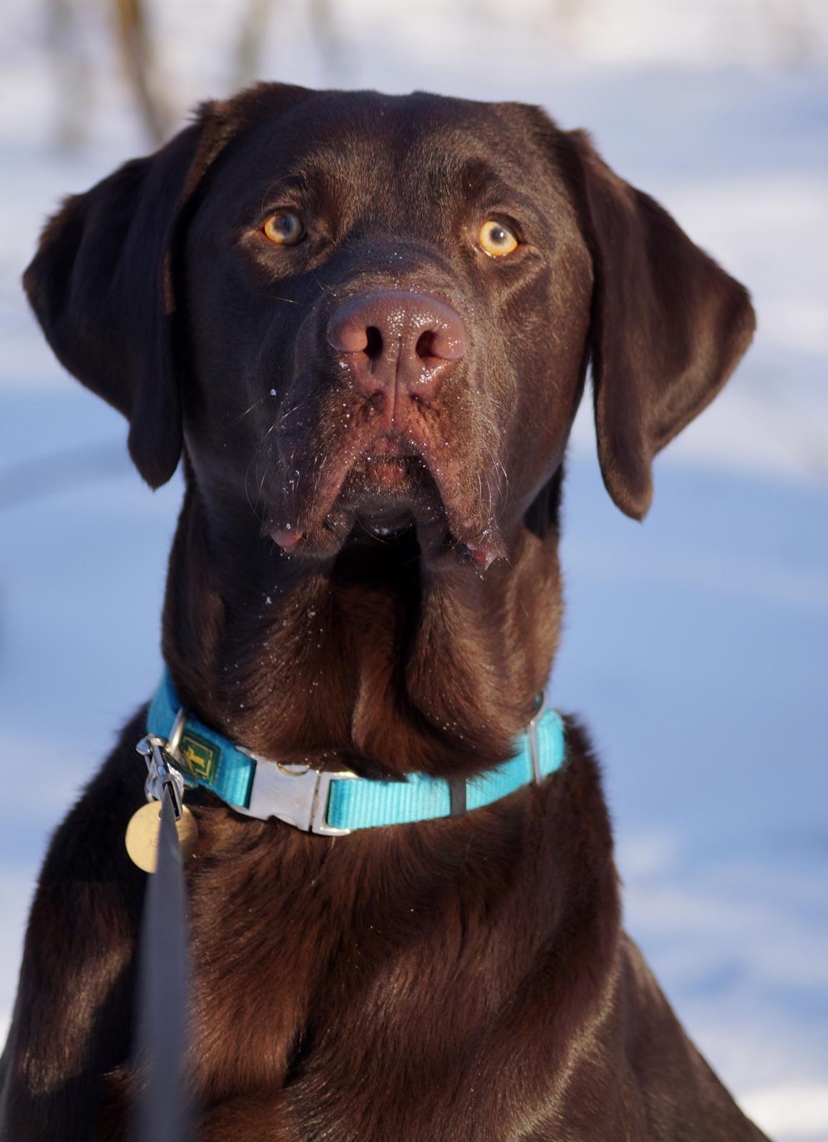 Labrador retriever Aslan *-Bor hos hans hundefar-* billede 1