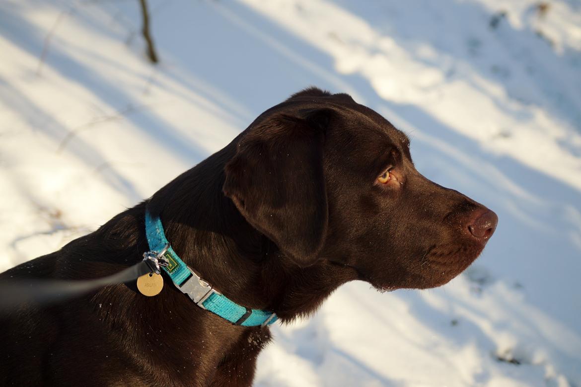Labrador retriever Aslan *-Bor hos hans hundefar-* billede 5