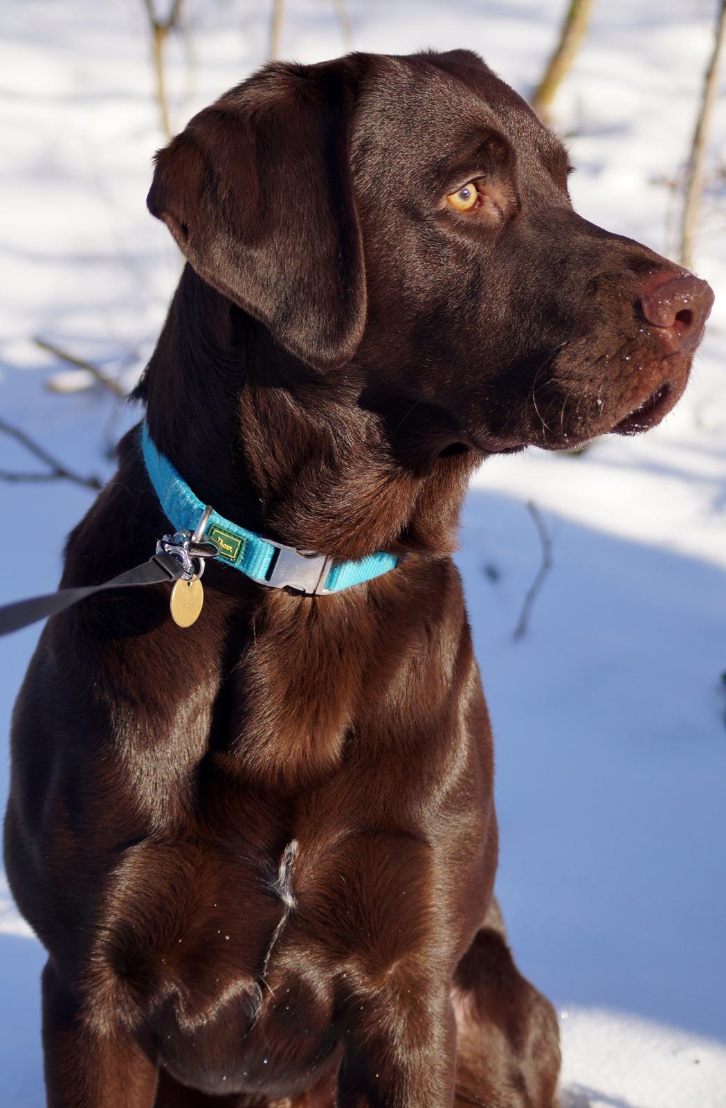 Labrador retriever Aslan *-Bor hos hans hundefar-* billede 33