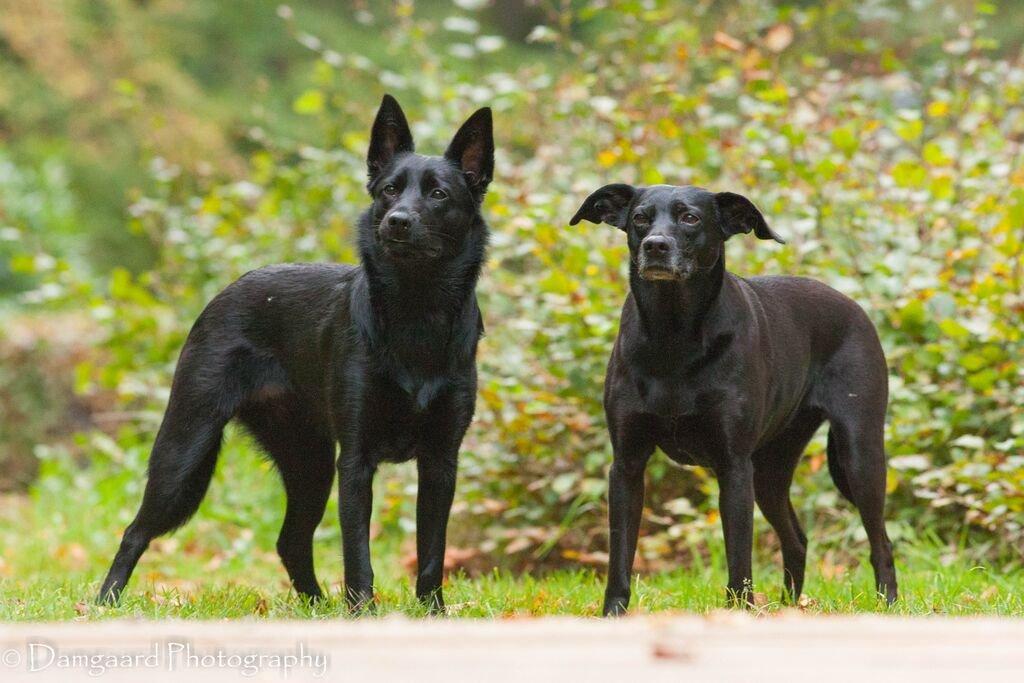 Australsk kelpie Asti - RIP November 2024 billede 8