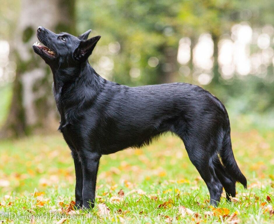 Australsk kelpie Asti - RIP November 2024 billede 10