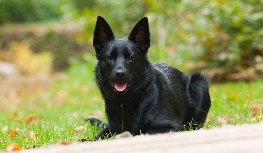 Australsk kelpie Asti - RIP November 2024 billede 7