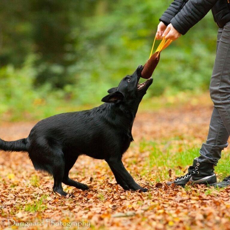 Australsk kelpie Asti - RIP November 2024 billede 9