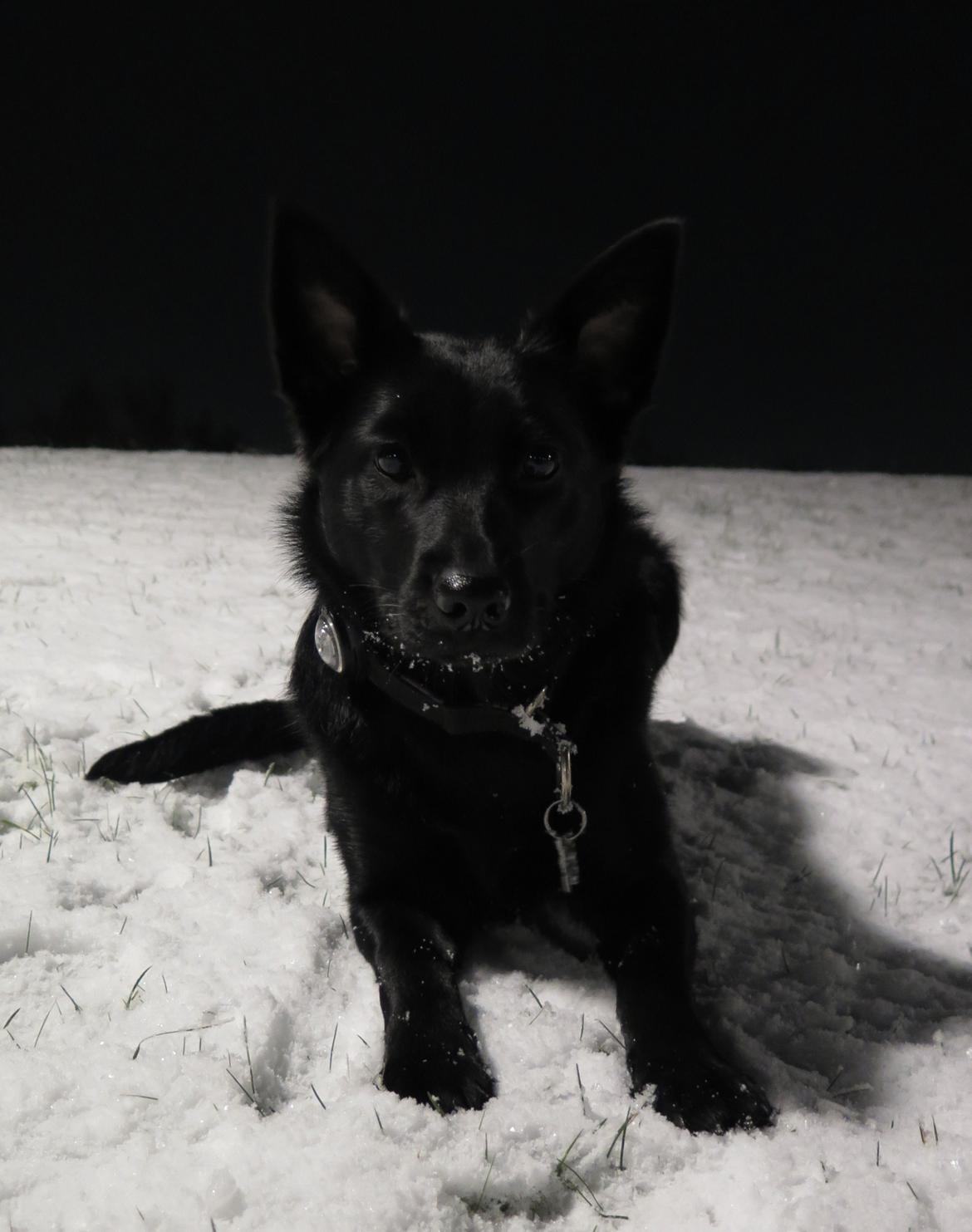 Australsk kelpie Asti - RIP November 2024 billede 11