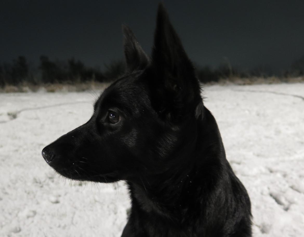 Australsk kelpie Asti - RIP November 2024 billede 12