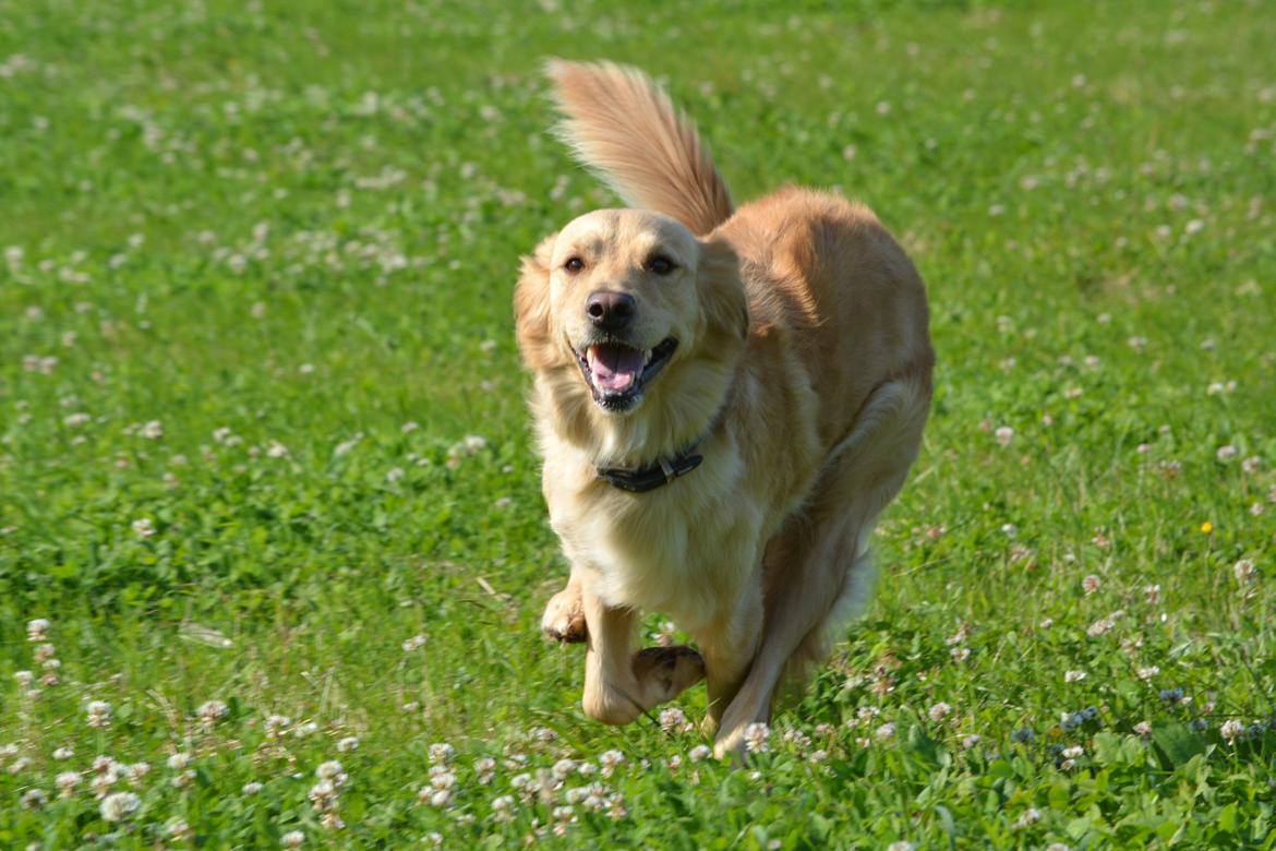 Blanding af racer Messy R.I.P d. 14. august 2016 billede 17