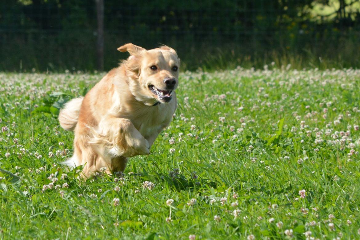 Blanding af racer Messy R.I.P d. 14. august 2016 billede 16