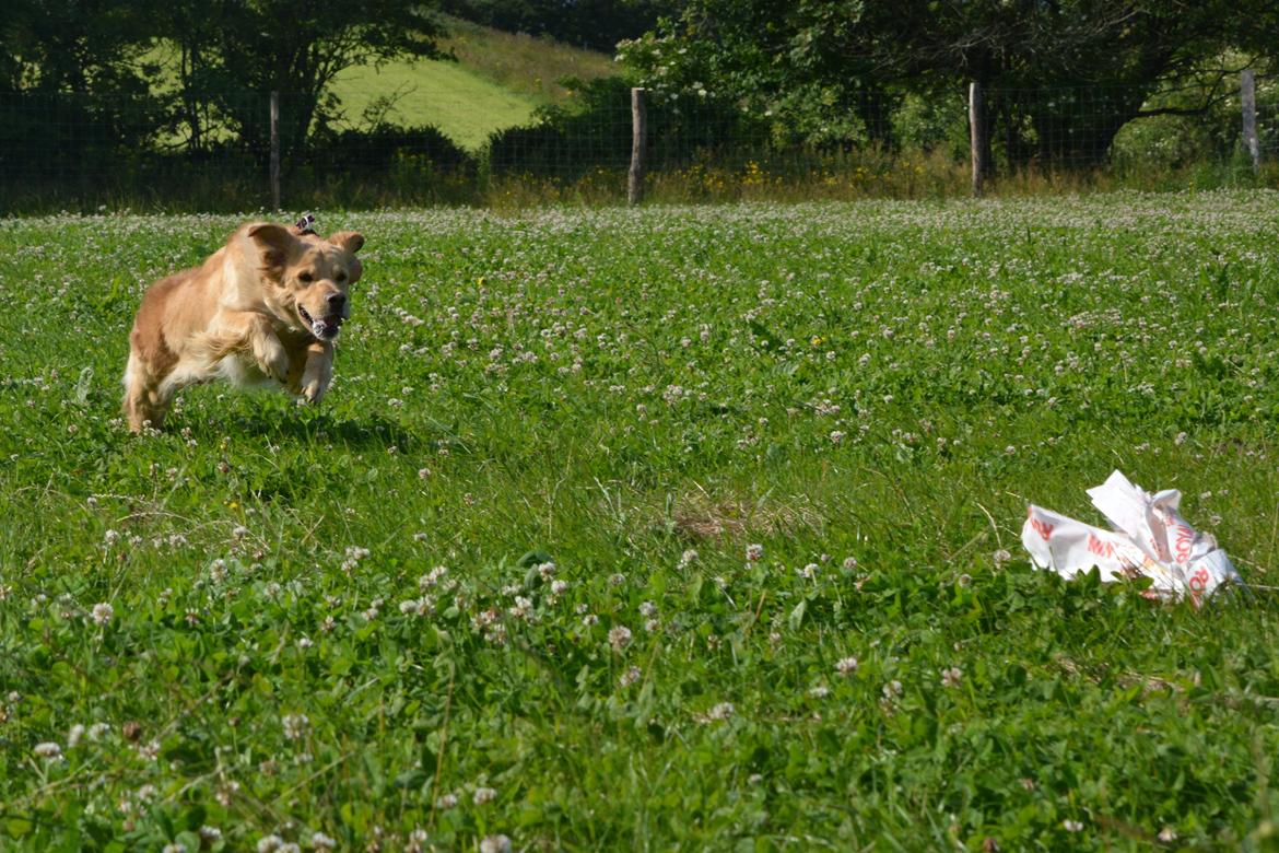 Blanding af racer Messy R.I.P d. 14. august 2016 billede 14