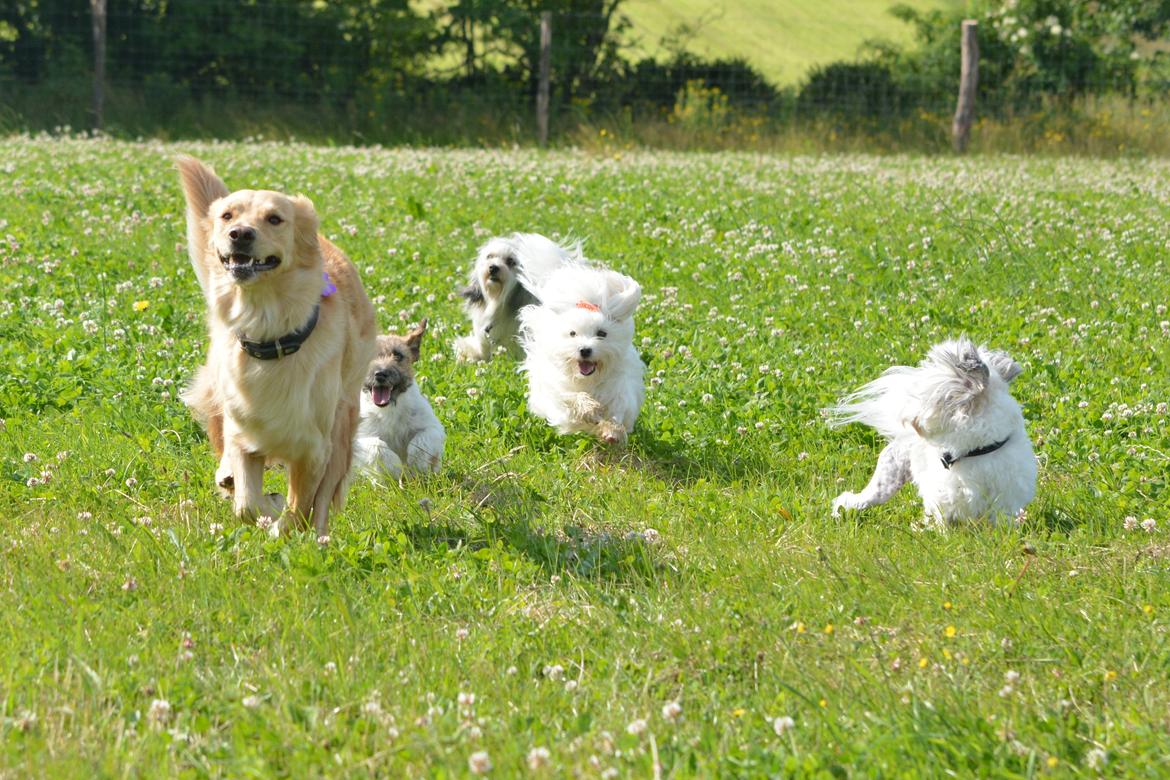 Blanding af racer Messy R.I.P d. 14. august 2016 billede 15