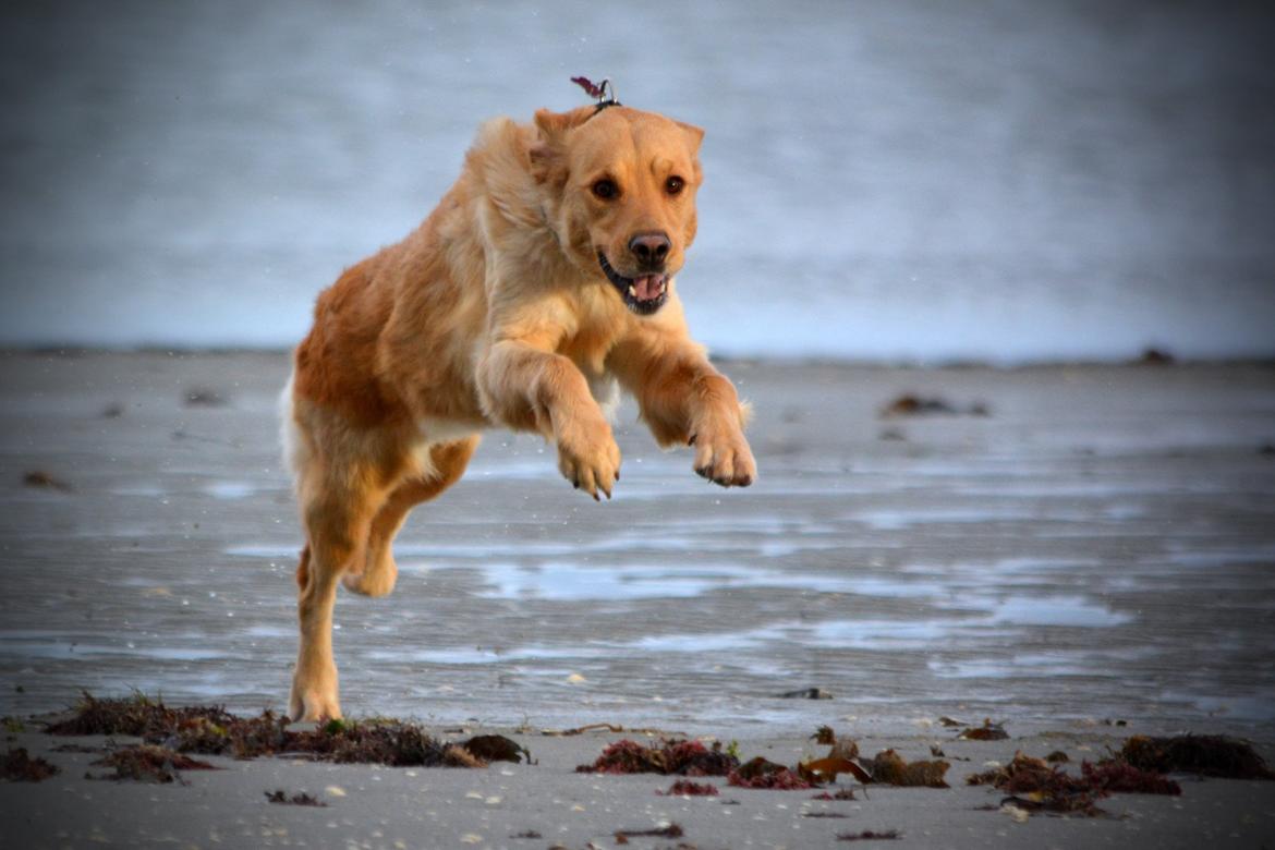 Blanding af racer Messy R.I.P d. 14. august 2016 billede 2