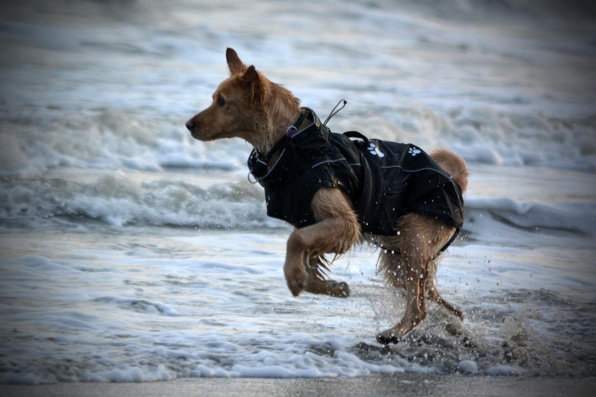 Blanding af racer Messy R.I.P d. 14. august 2016 billede 5