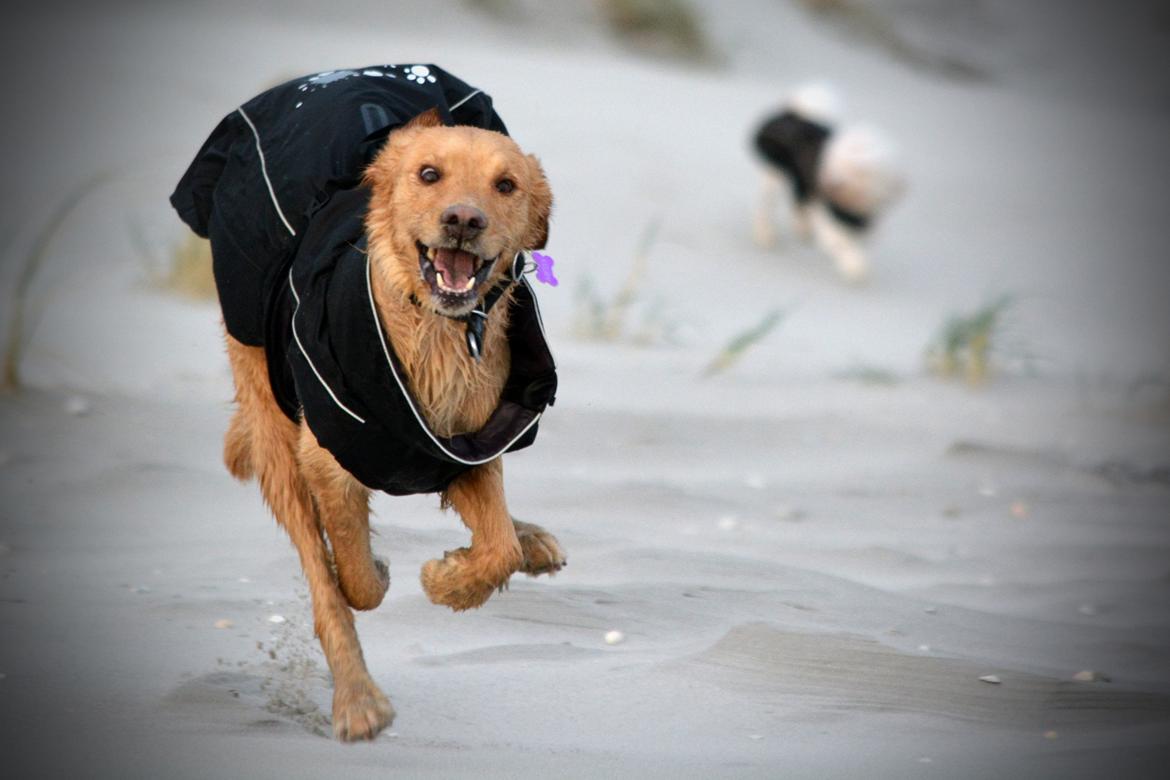 Blanding af racer Messy R.I.P d. 14. august 2016 billede 6