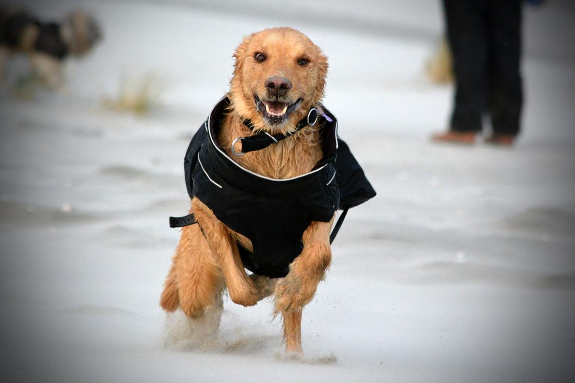 Blanding af racer Messy R.I.P d. 14. august 2016 billede 7