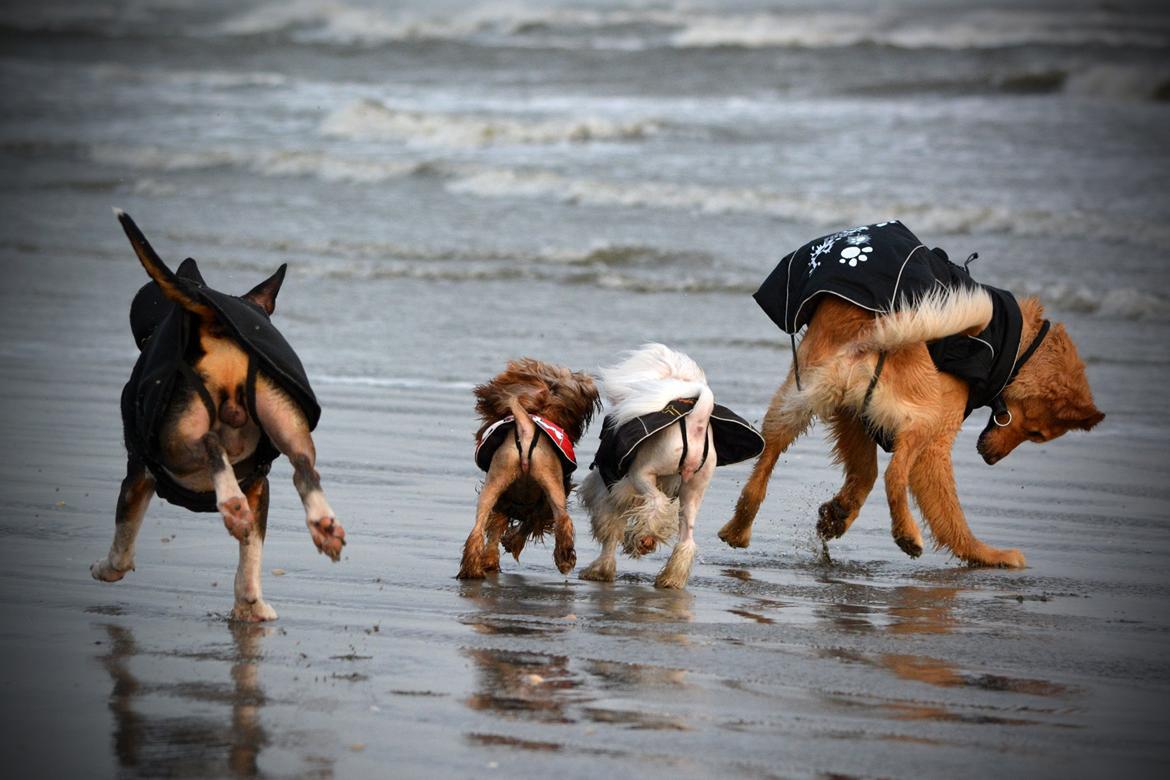 Blanding af racer Messy R.I.P d. 14. august 2016 billede 8