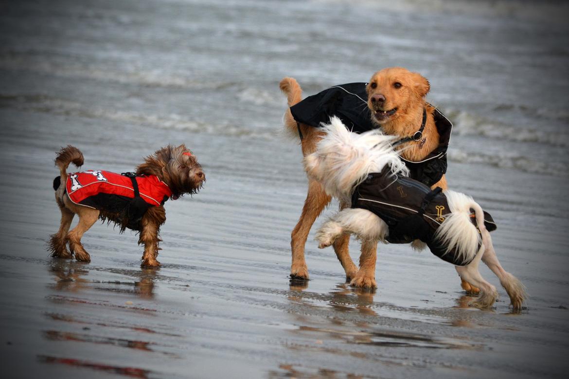 Blanding af racer Messy R.I.P d. 14. august 2016 billede 9