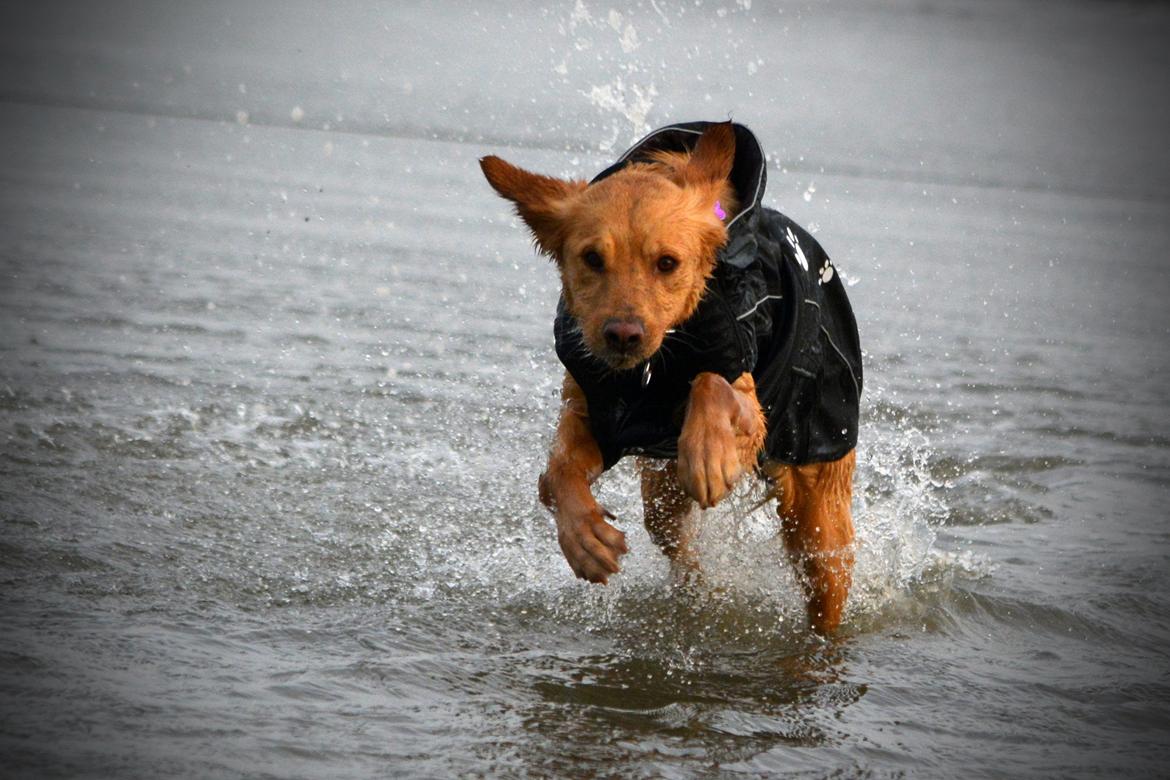 Blanding af racer Messy R.I.P d. 14. august 2016 billede 10