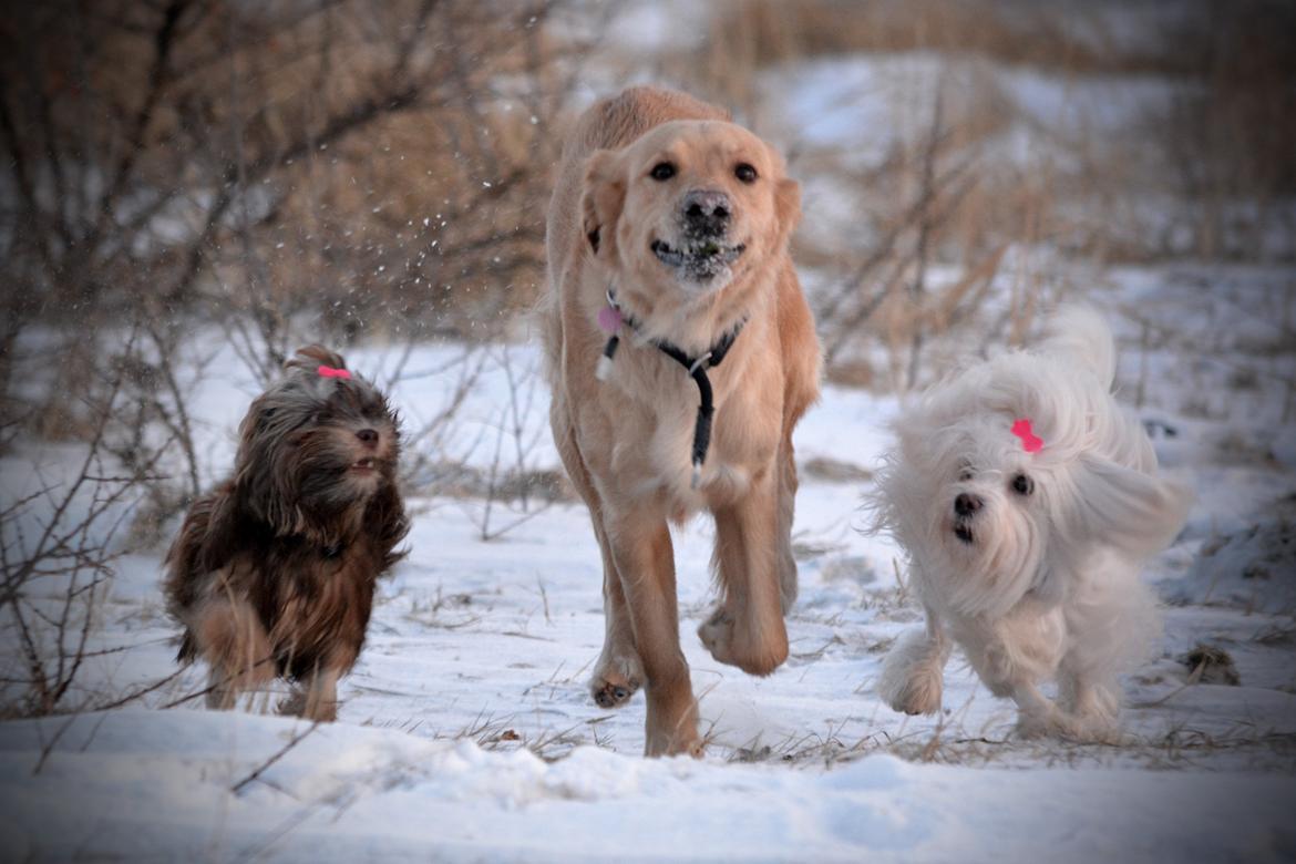 Blanding af racer Messy R.I.P d. 14. august 2016 billede 12