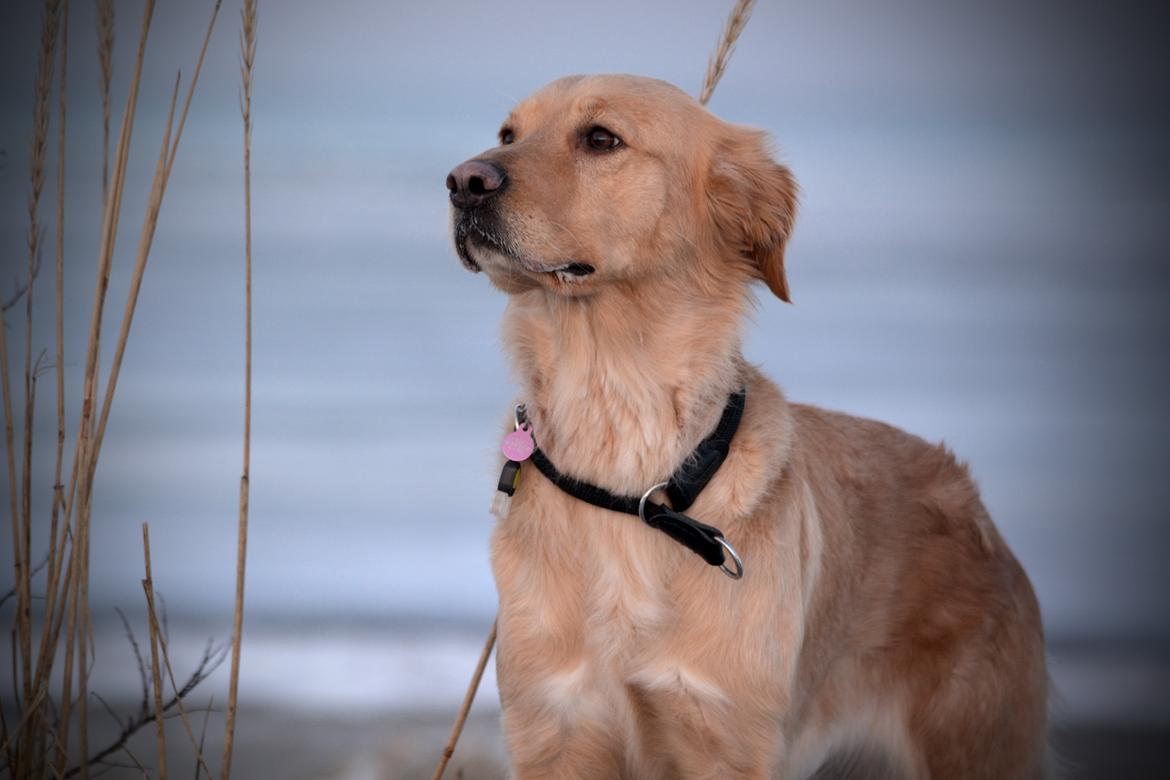 Blanding af racer Messy R.I.P d. 14. august 2016 billede 3