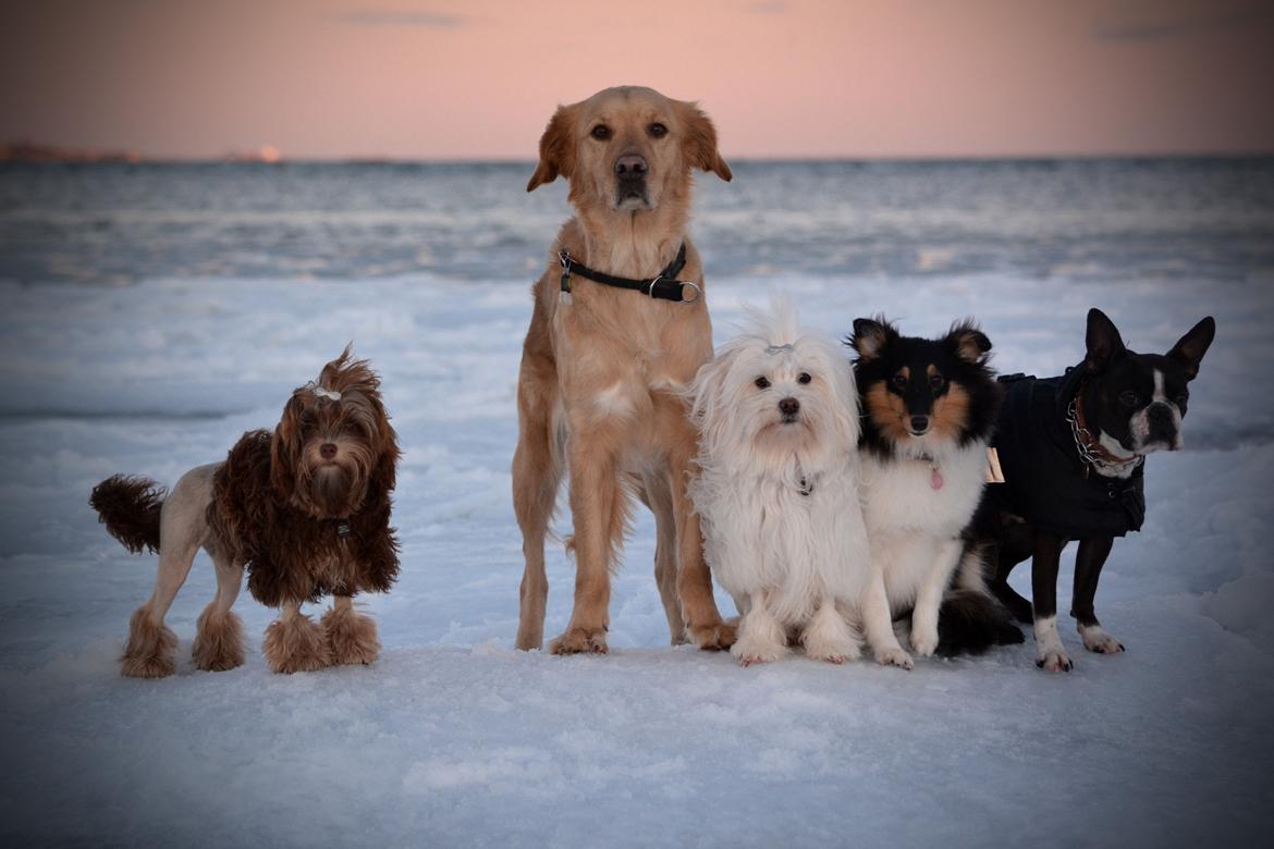 Blanding af racer Messy R.I.P d. 14. august 2016 billede 13