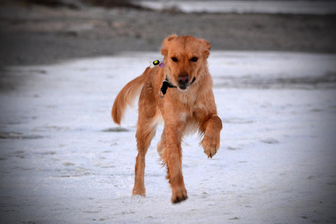 Blanding af racer Messy R.I.P d. 14. august 2016 billede 11