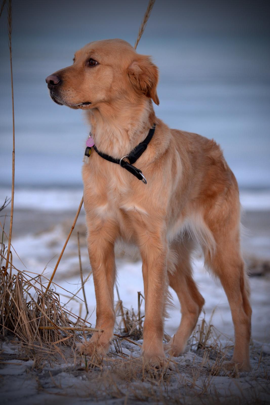 Blanding af racer Messy R.I.P d. 14. august 2016 billede 1