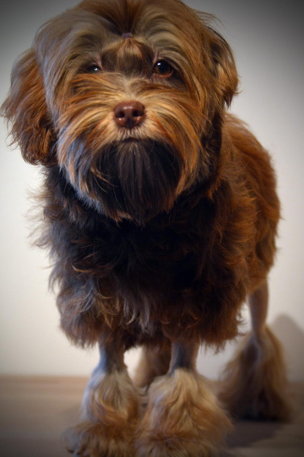 Løwchen Lions of Denmark Hot Brandy ´n Cream *Gabie* billede 29