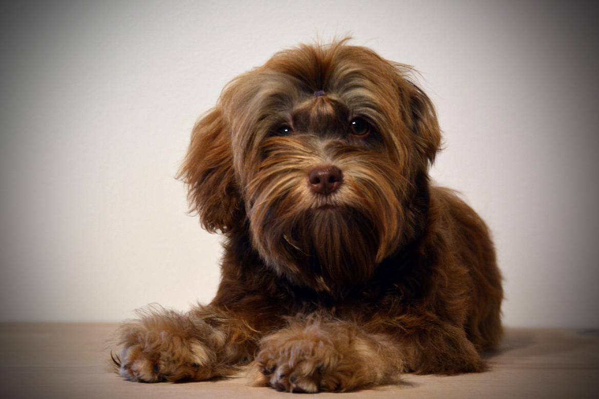 Løwchen Lions of Denmark Hot Brandy ´n Cream *Gabie* billede 30