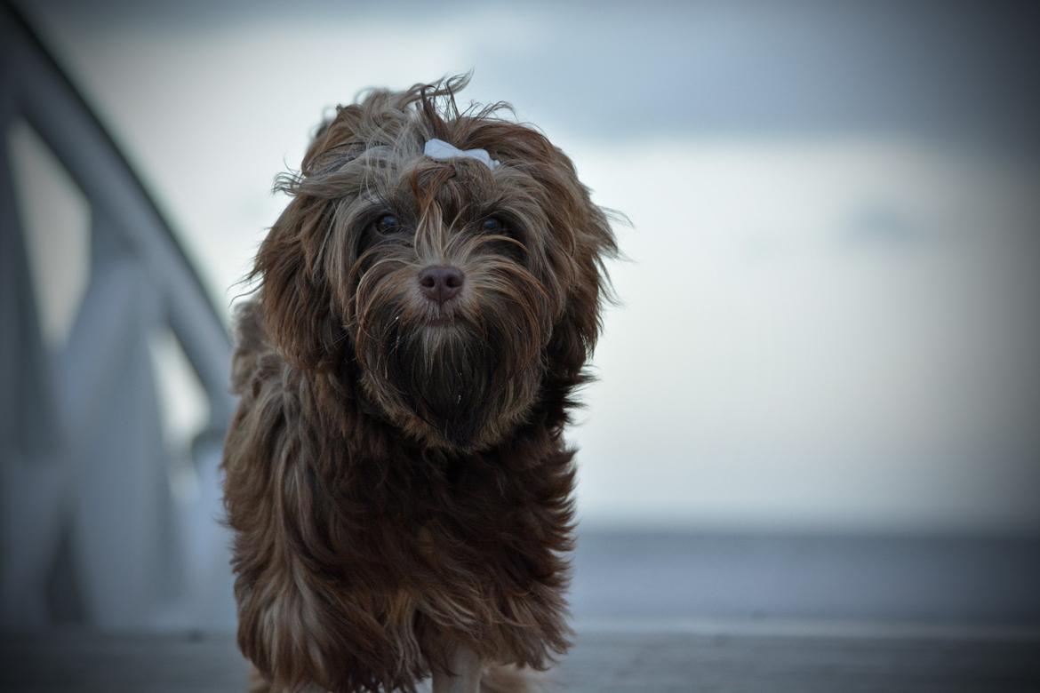 Løwchen Lions of Denmark Hot Brandy ´n Cream *Gabie* billede 31