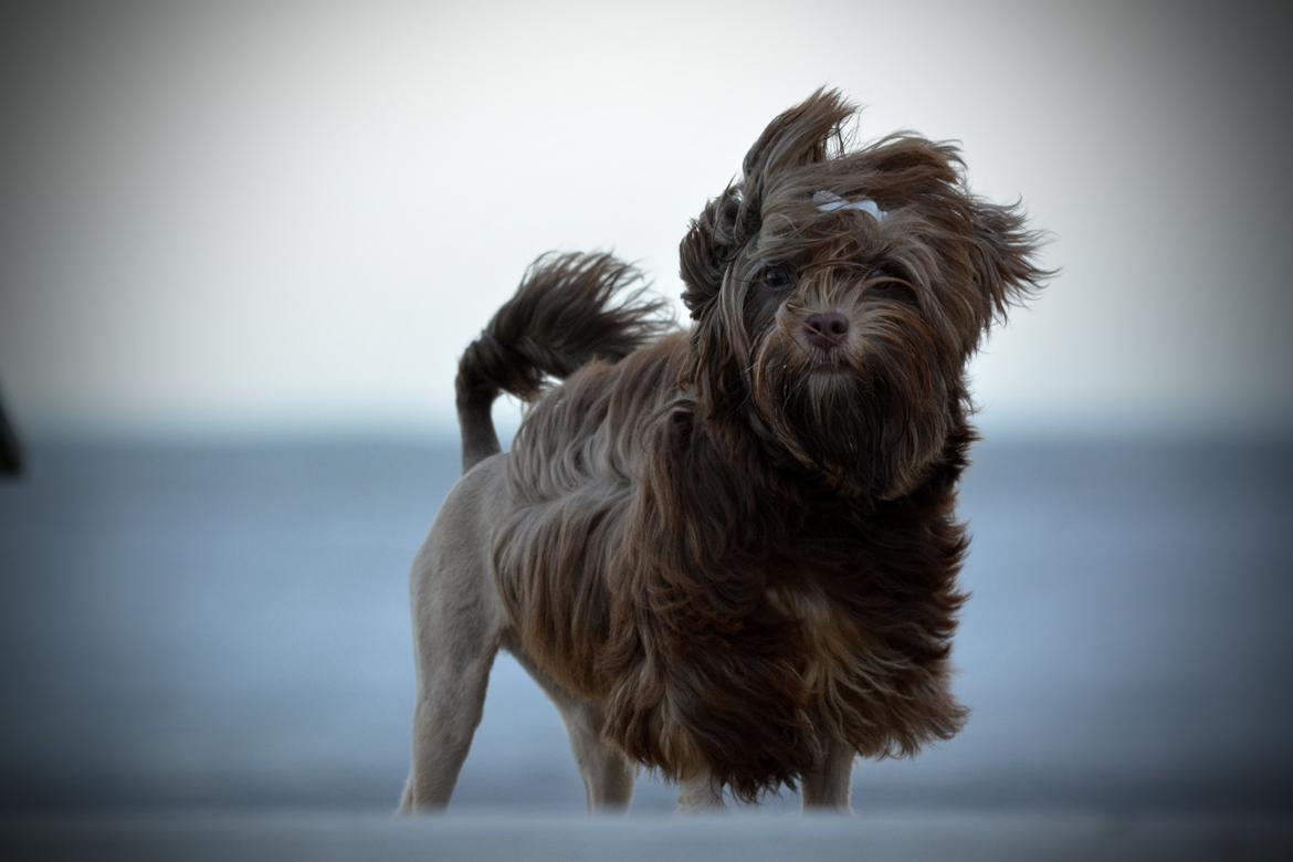 Løwchen Lions of Denmark Hot Brandy ´n Cream *Gabie* billede 32