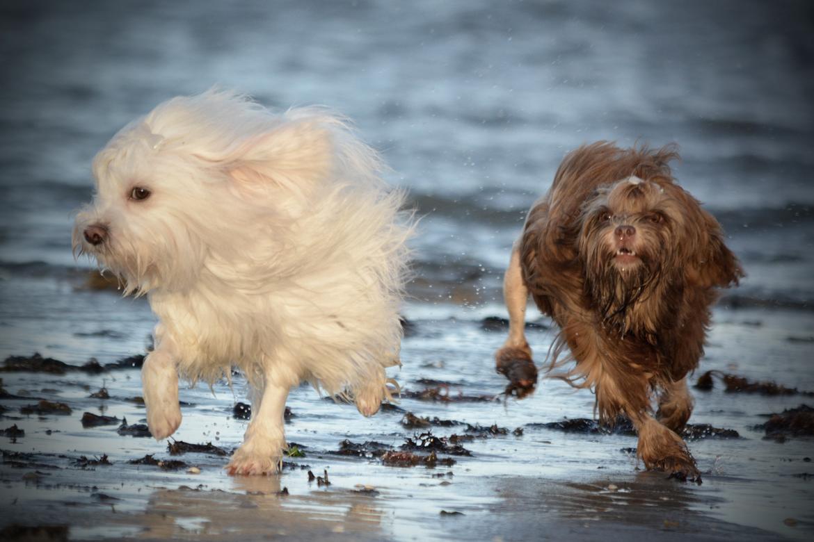 Løwchen Lions of Denmark Hot Brandy ´n Cream *Gabie* billede 33