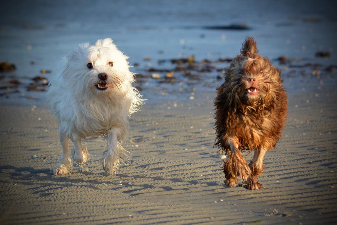 Løwchen Lions of Denmark Hot Brandy ´n Cream *Gabie* billede 34