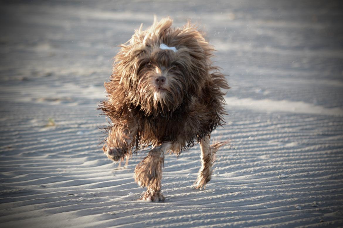 Løwchen Lions of Denmark Hot Brandy ´n Cream *Gabie* billede 35