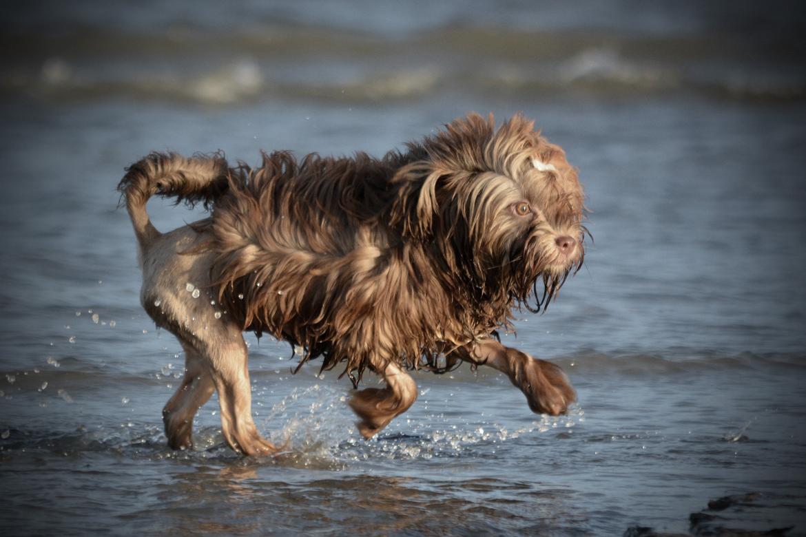 Løwchen Lions of Denmark Hot Brandy ´n Cream *Gabie* billede 36