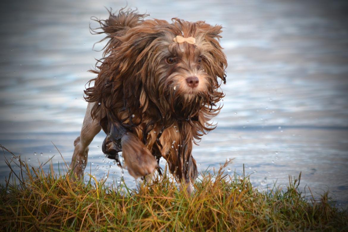 Løwchen Lions of Denmark Hot Brandy ´n Cream *Gabie* billede 37