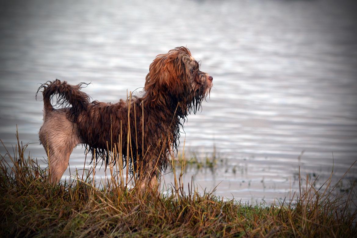 Løwchen Lions of Denmark Hot Brandy ´n Cream *Gabie* billede 38