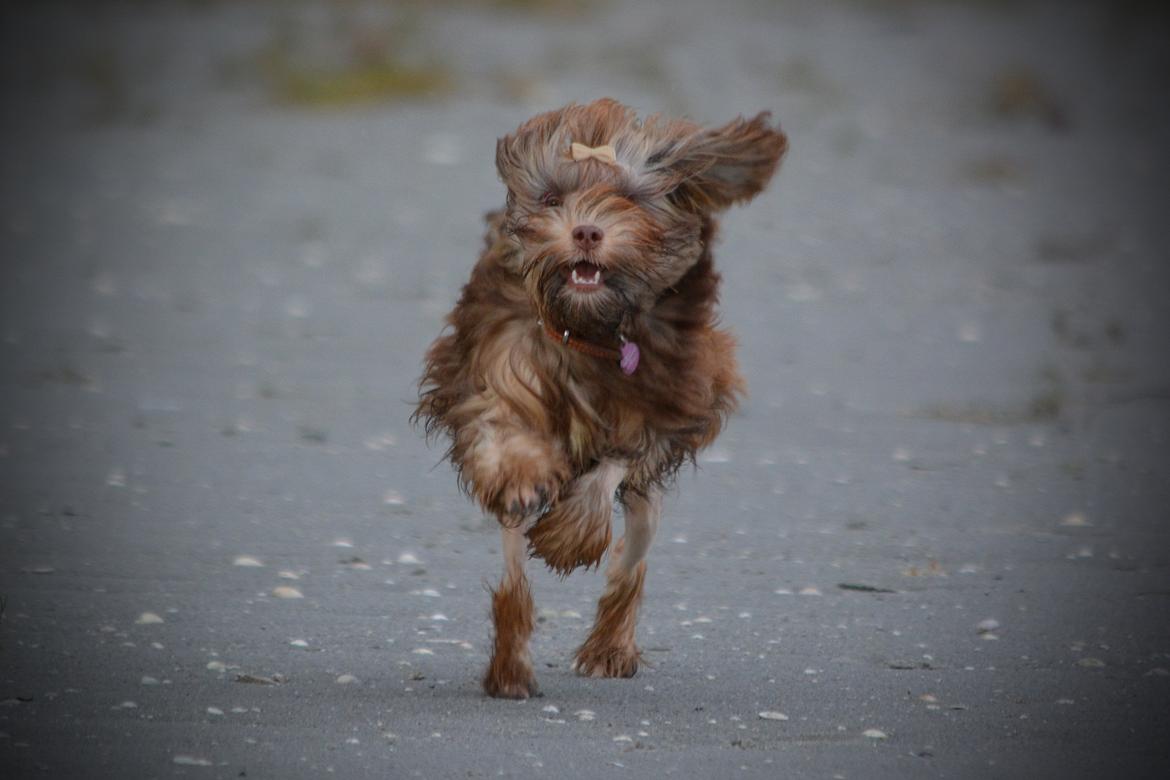 Løwchen Lions of Denmark Hot Brandy ´n Cream *Gabie* billede 39