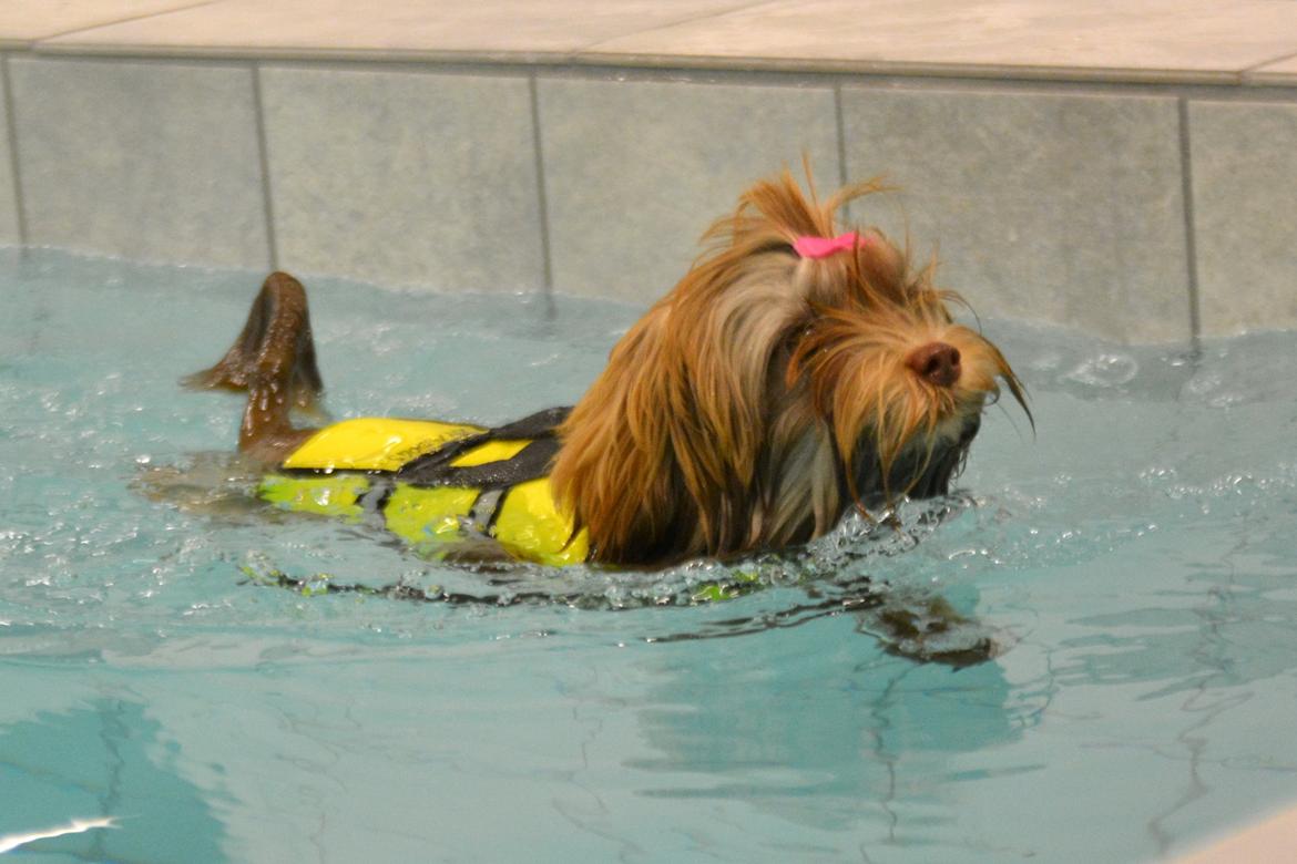 Løwchen Lions of Denmark Hot Brandy ´n Cream *Gabie* billede 40