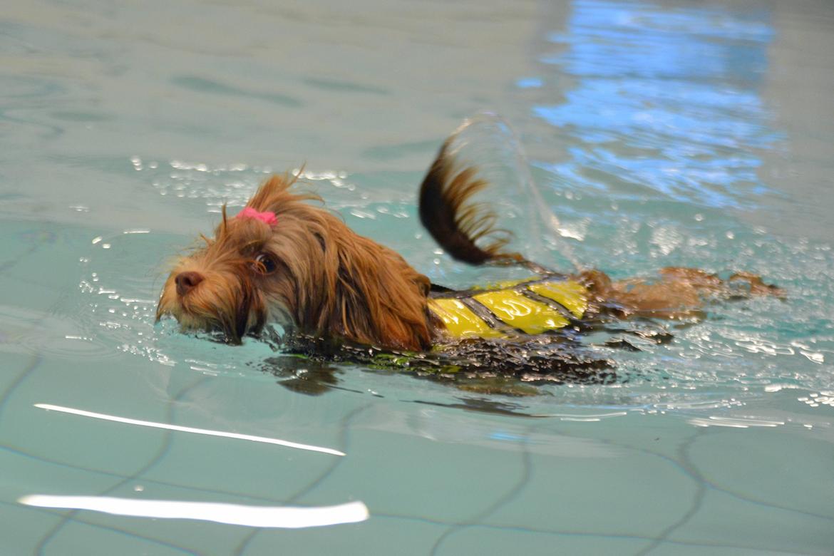 Løwchen Lions of Denmark Hot Brandy ´n Cream *Gabie* billede 41