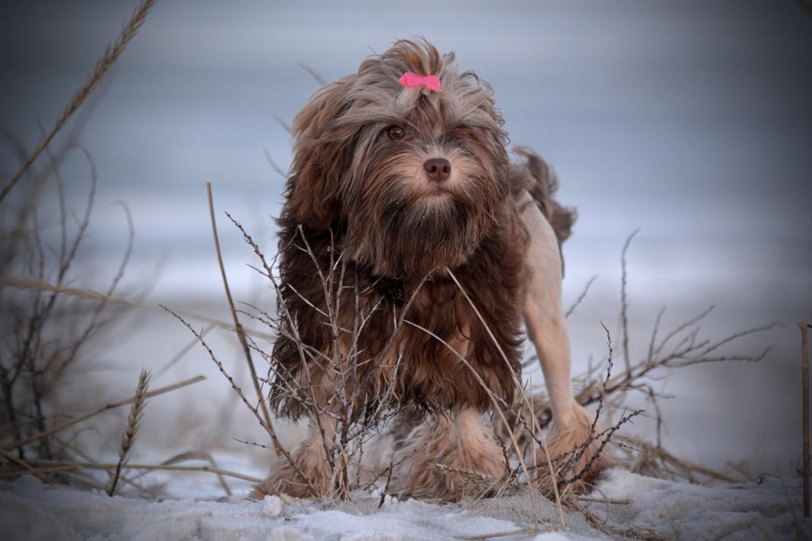 Løwchen Lions of Denmark Hot Brandy ´n Cream *Gabie* billede 1