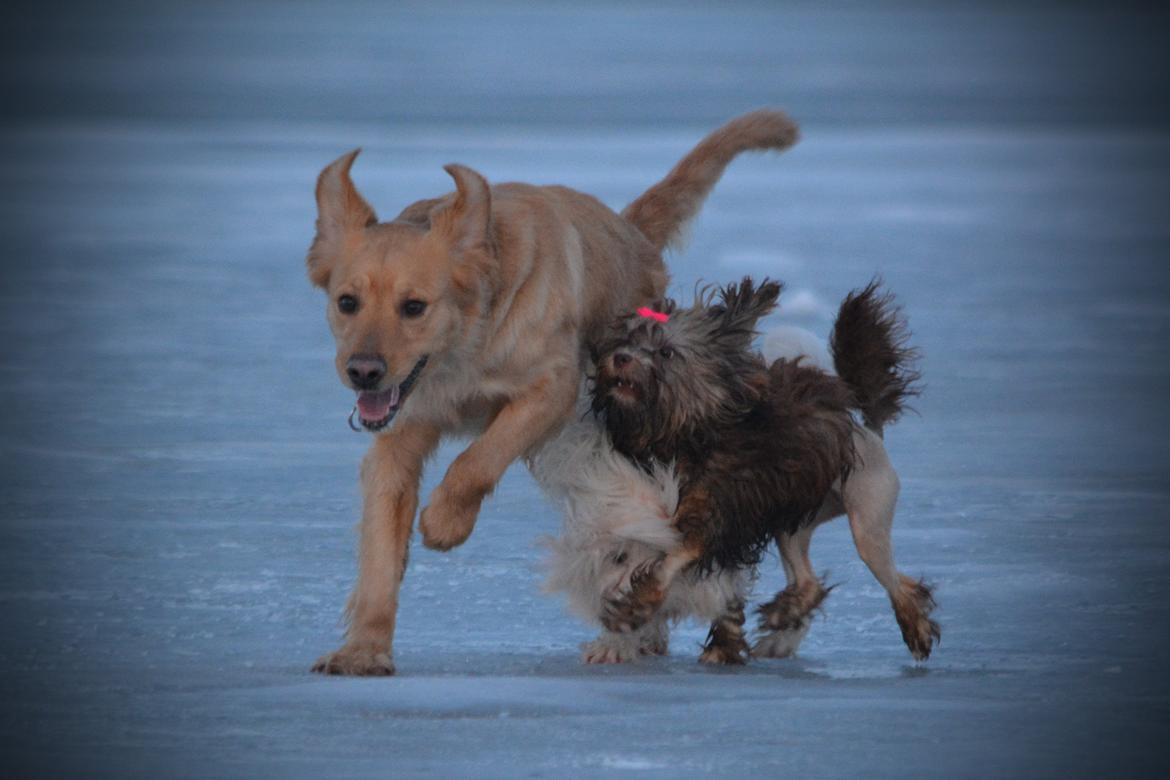 Løwchen Lions of Denmark Hot Brandy ´n Cream *Gabie* billede 43