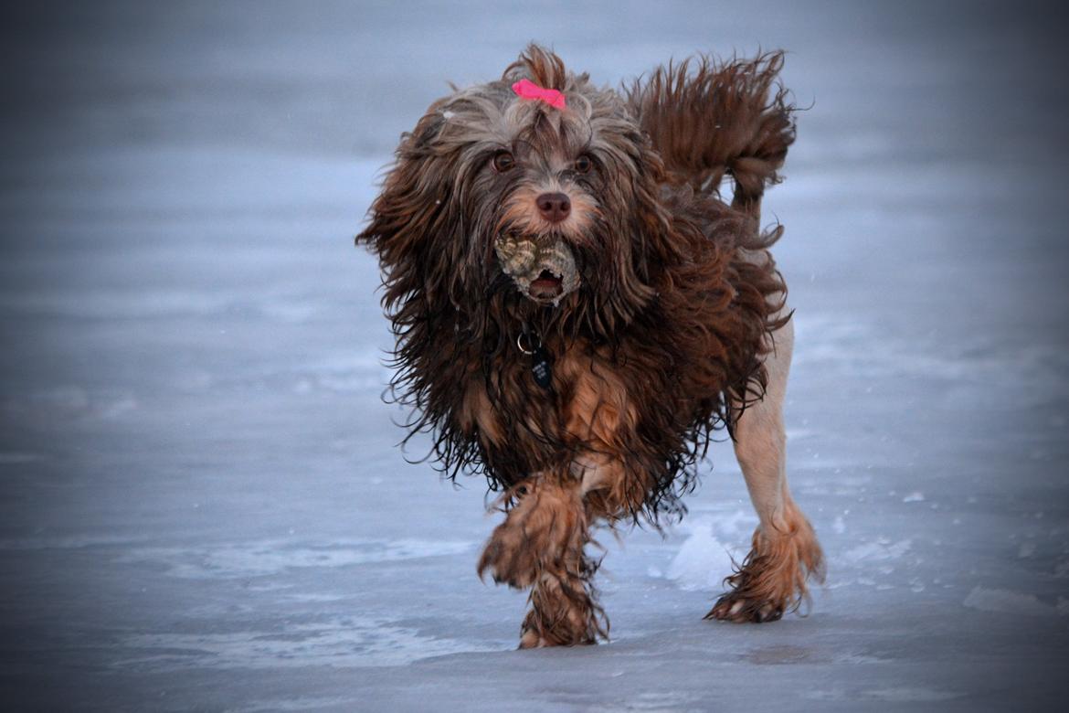 Løwchen Lions of Denmark Hot Brandy ´n Cream *Gabie* billede 42