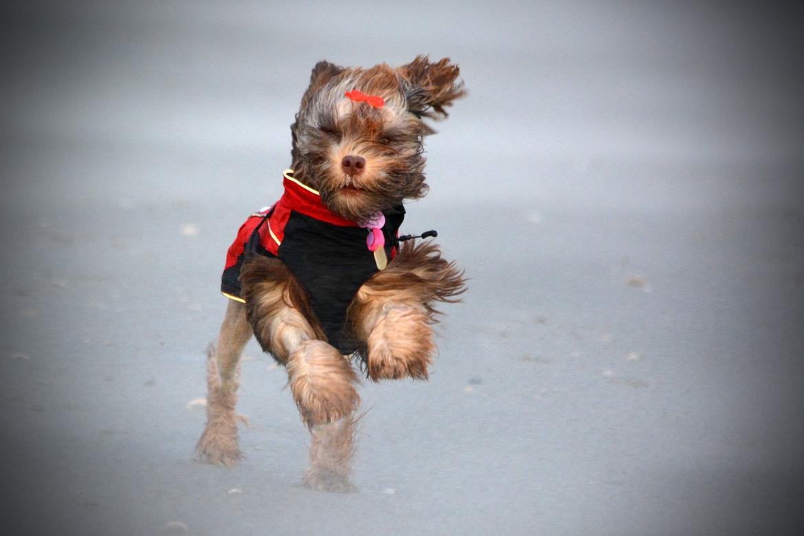 Løwchen Lions of Denmark Hot Brandy ´n Cream *Gabie* billede 44