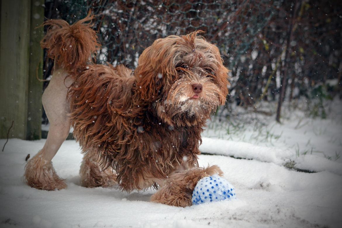 Løwchen Lions of Denmark Hot Brandy ´n Cream *Gabie* billede 46