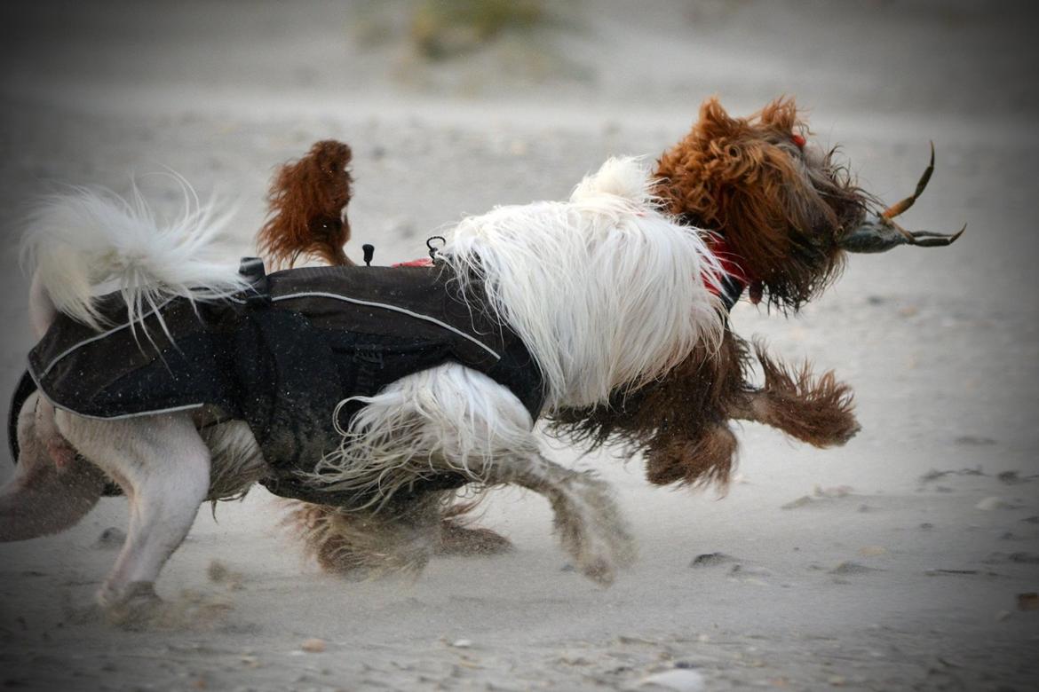 Løwchen Lions of Denmark Hot Brandy ´n Cream *Gabie* billede 45