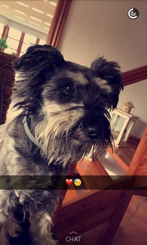 Dvaergschnauzer William (Staldhund<3) - Nogle minutter inden han tog sit sidste åndedræt <3 Altid elsket og husket i hjertet <3 Vi ses på den anden side min elskede ven <3 billede 18