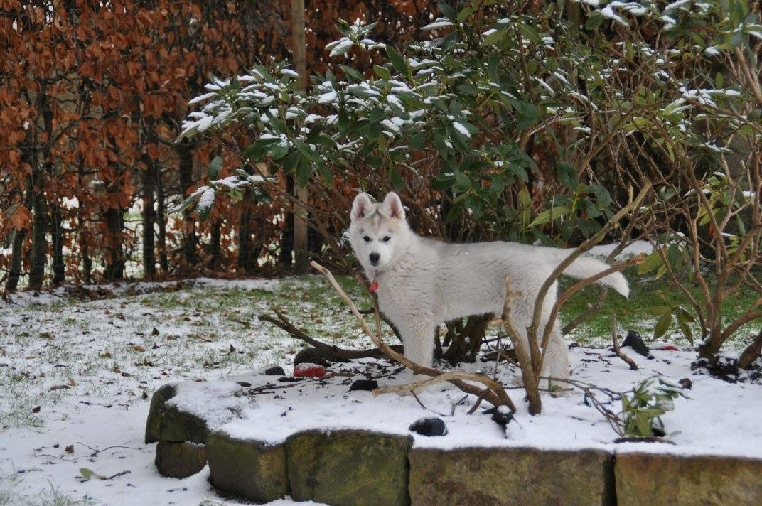 Siberian husky Girl's Talk Star'n Nordica (Penny) billede 11
