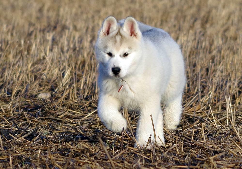 Siberian husky Girl's Talk Star'n Nordica (Penny) billede 10