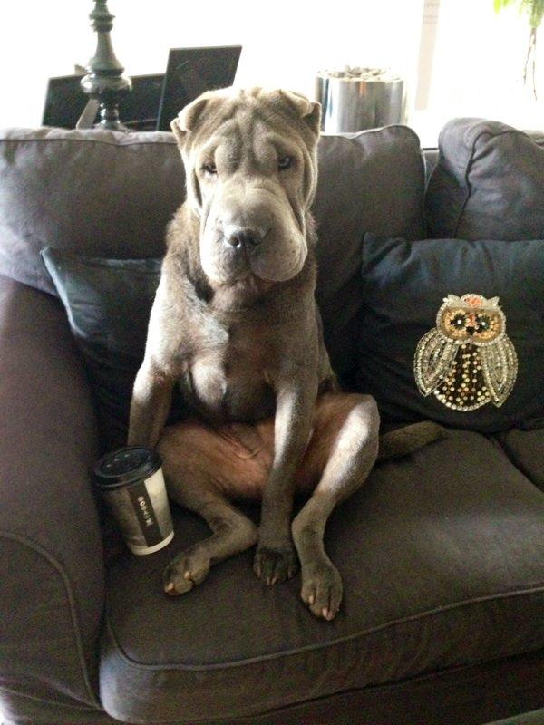 Shar pei Bertram - hej billede 21