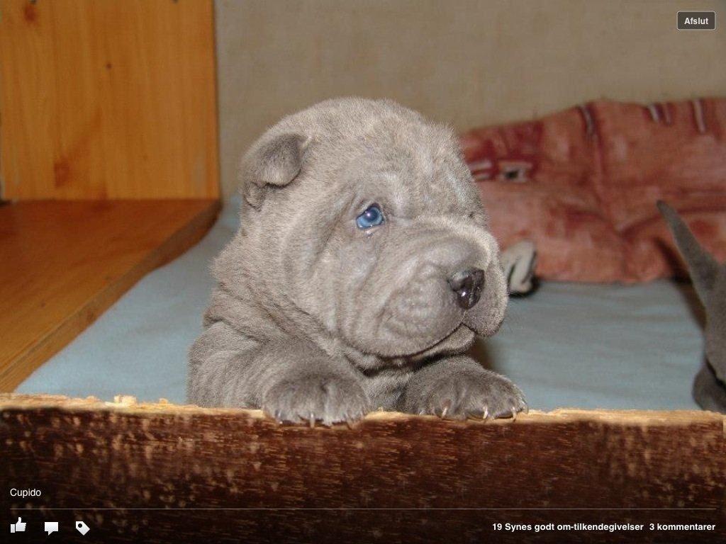 Shar pei Bertram - 4 uger billede 1