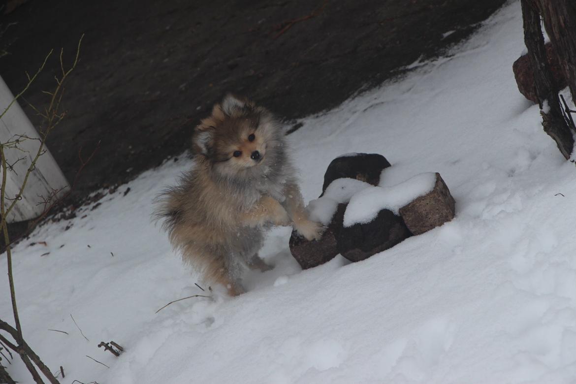 Pomeranian Noma - Her leger Noma i sneen, selvom det er lidt koldt.  billede 2